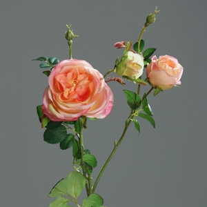 Af Rose X2 Bud 60cm Salmon