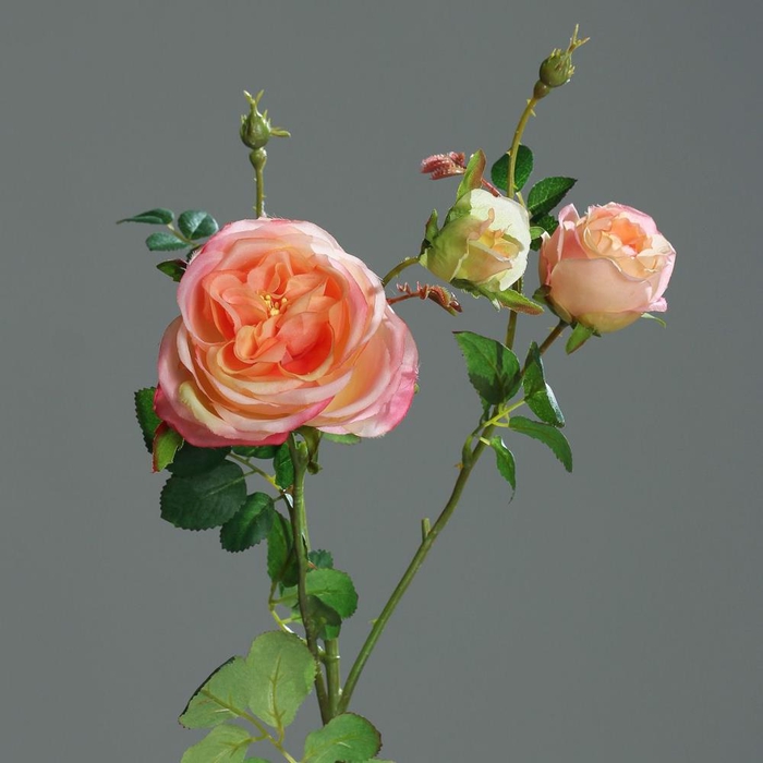 <h4>Af Rose X2 Bud 60cm Salmon</h4>