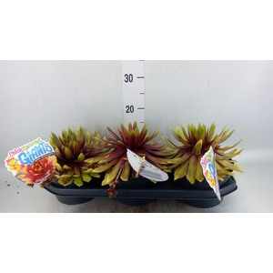 Sempervivum  'ChickCh Gi Gold Mine'