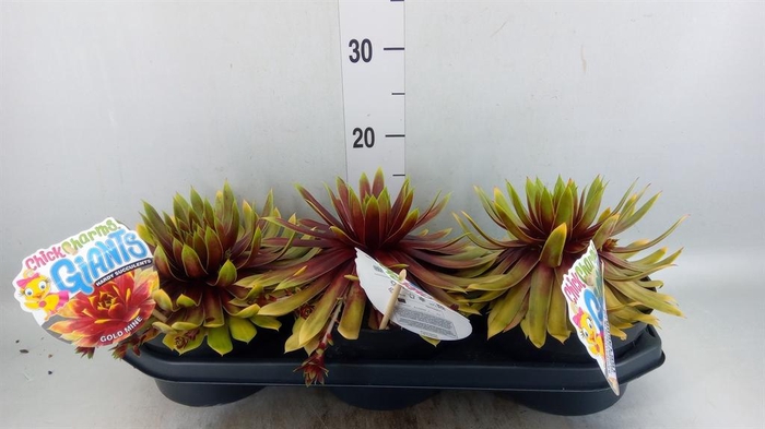 <h4>Sempervivum  'ChickCh Gi Gold Mine'</h4>