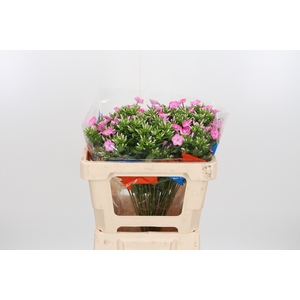 Phlox P Senora