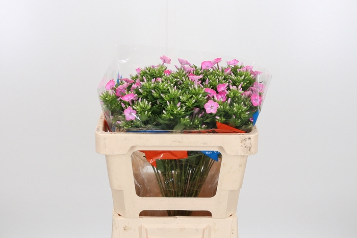 <h4>Phlox P Senora</h4>