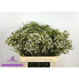 Chamelaucium Pearl Buttons