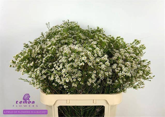 <h4>CHAME UN PEARL BUTTO</h4>