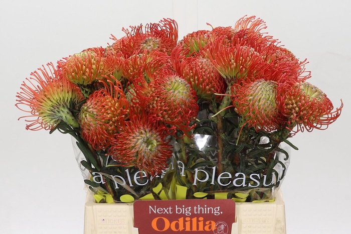 <h4>Nutans Succession</h4>