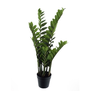 Zamioculcas in pot green 90cm