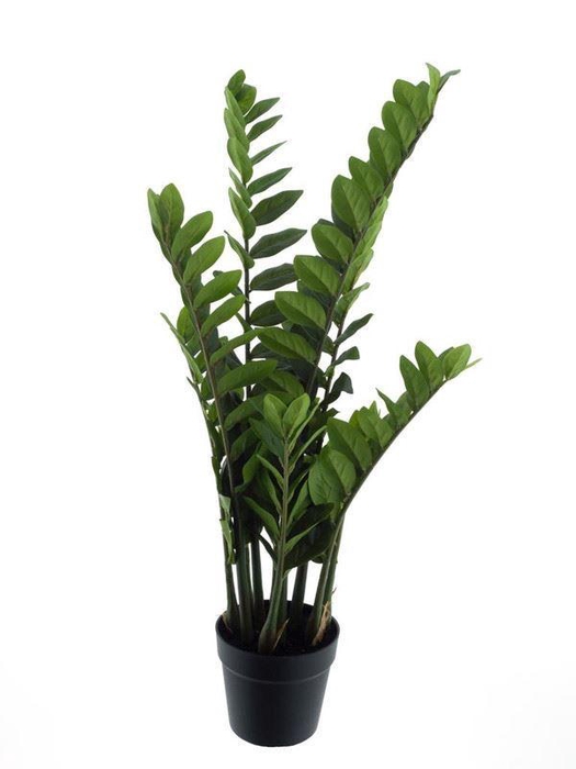 <h4>Zamioculcas in pot green 90cm</h4>