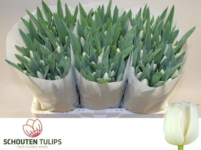 <h4>TU EN ALBATROS</h4>