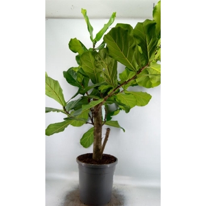 Ficus lyrata
