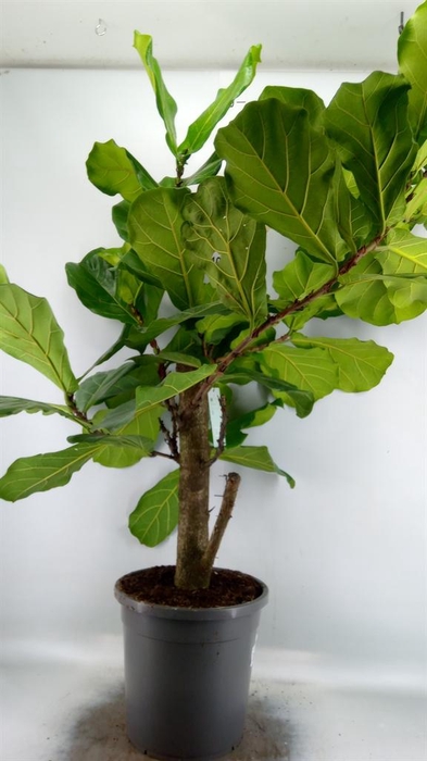 <h4>Ficus lyrata</h4>