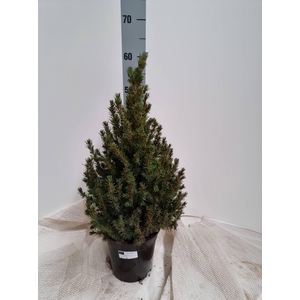PICEA GL CONICA