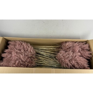 Df Pampas 115cm Brown