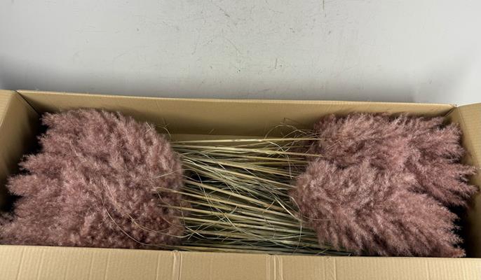 <h4>Df Pampas 115cm Brown</h4>