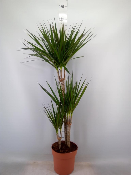 <h4>Dracaena marg.</h4>