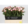 Paeonia Sarah Bernhardt