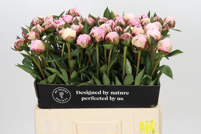 <h4>Paeonia Sarah Bernhardt</h4>