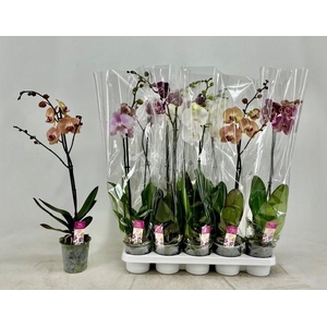PHAL GEM