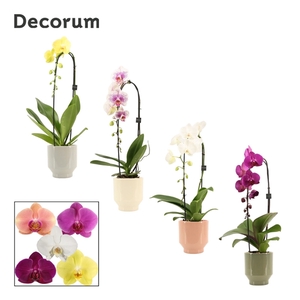 Phalaenopsis cascade 1 tak mix in Pato (Deco-collection)