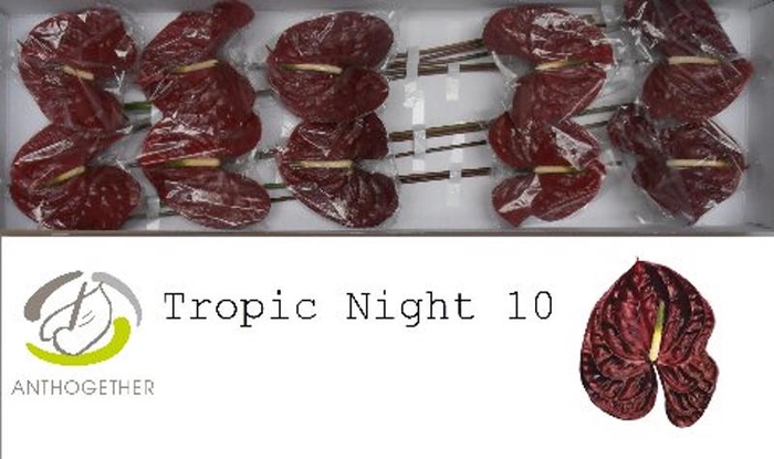 <h4>Anth A Tropic Night 15 cm X10 Wijnen</h4>