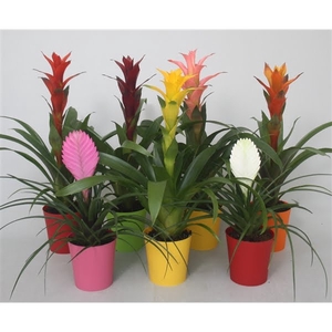 Bromelia gemengd in 5 kleuren kunststof pot