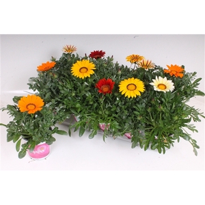 Gazania Rigens P12 - BigKiss - Mix