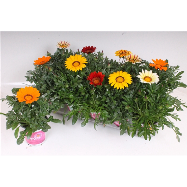 <h4>Gazania Rigens P12 - BigKiss - Mix</h4>