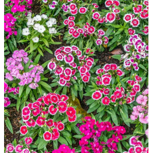 Dianthus caryophyllus