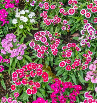 <h4>Dianthus caryophyllus</h4>