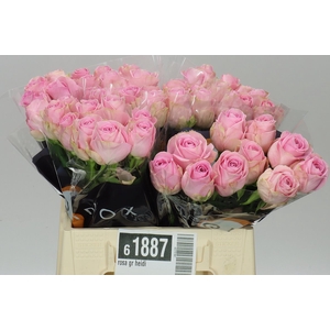 Rosa Gr Heidi Ex
