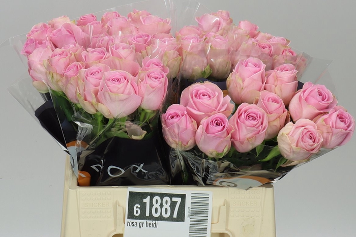 <h4>Rosa Gr Heidi</h4>