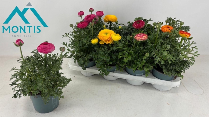 <h4>RANUN SPRINK GEM</h4>