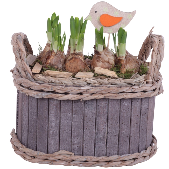 <h4>Bulbs Arr. Narcis Wooden Pot Oval Waterhyacint Rim Ø22cm</h4>