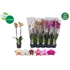 PHAL GEM
