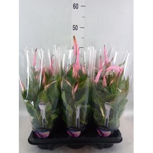 Spathiphyllum  'Bellini'