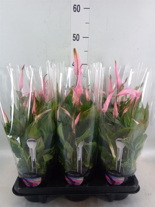 <h4>Spathiphyllum  'Bellini'</h4>