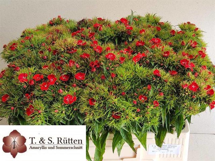 <h4>Di Barbatus Scharlaken Ruetten</h4>
