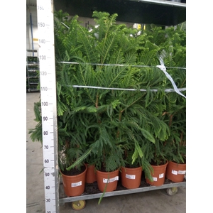 Araucaria heterophylla