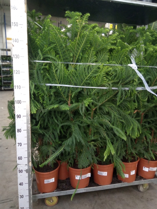 <h4>Araucaria heterophylla</h4>
