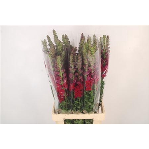Antirrhinum It. Red Ex