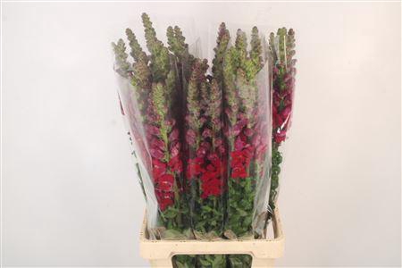 <h4>Antirrhinum It. Red Ex</h4>