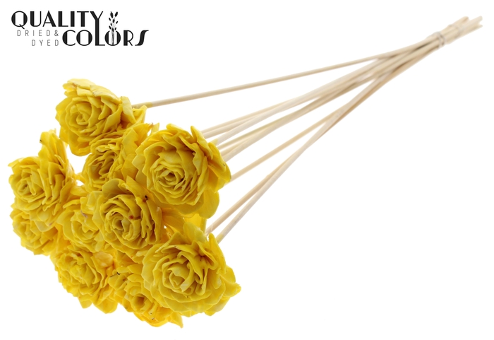Shola Dahlia 6cm on stem Wax Yellow