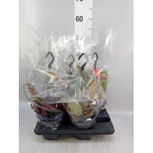 Nepenthes    ...