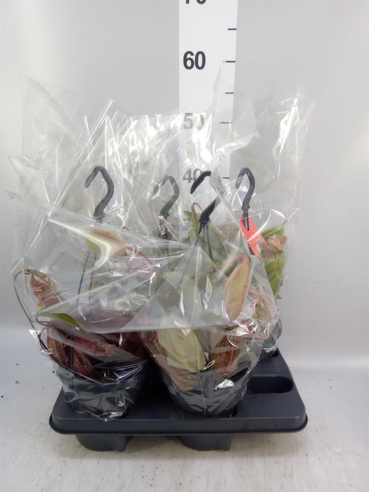 <h4>Nepenthes    ...</h4>