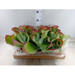 Kalanchoe NF thyrsiflora