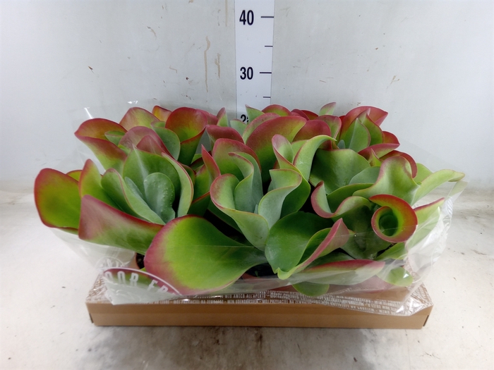 <h4>Kalanchoe NF thyrsiflora</h4>