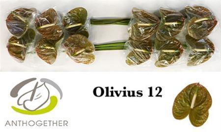 <h4>ANTH A OLIVIUS 12</h4>