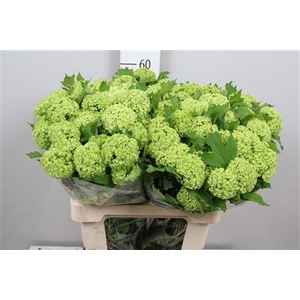 Viburnum Roseum St 4+