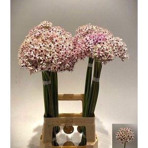 ALLIUM SILVERSPRING