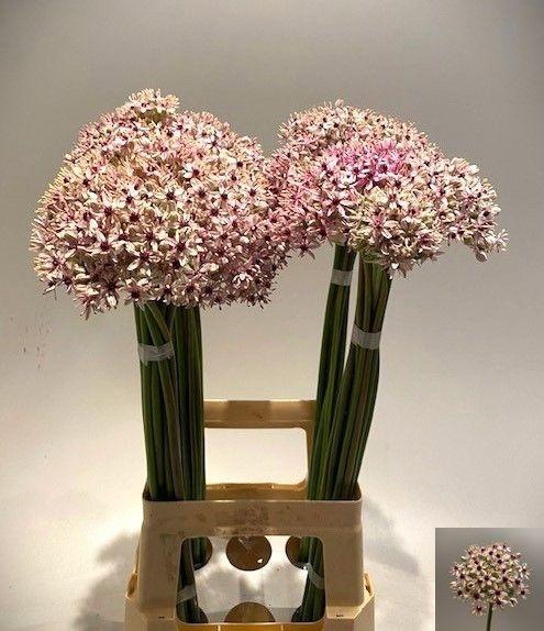 <h4>ALLIUM SILVERSPRING</h4>