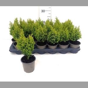 CHAM L ELLWOODS GOLD